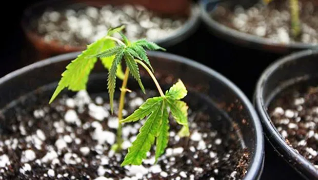 A small marijuana plant in a garden pot.