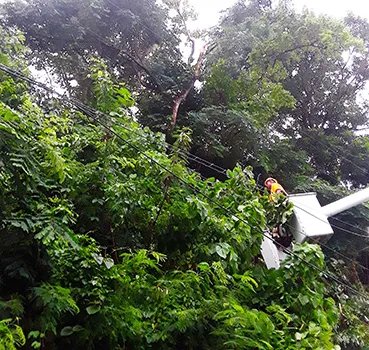 ASPA crew members clearing tree branches that fell on top of primary lines in Alofau village,