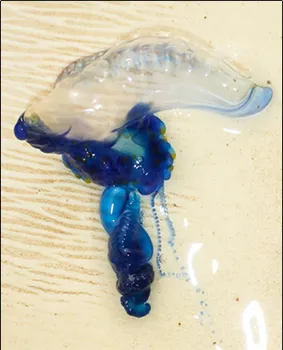Portuguese Man-of-War on a beach. 