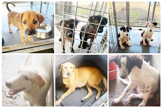 Puppies and dogs up for adoption at the Veterinary Clinic in Tafuna