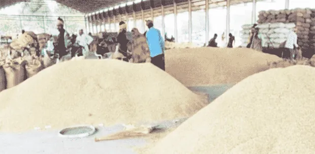 rice in India