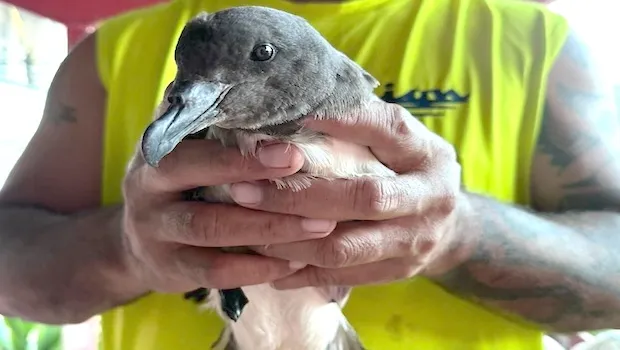 Ta'i'o (Tahiti Petrel) 