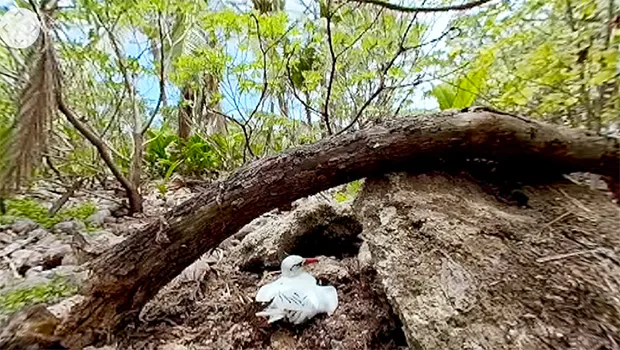 A bird on Rose Atoll