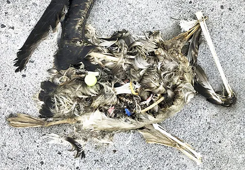 In this Oct. 22, 2019, photo, plastic sits in the decomposed carcass of a seabird on Midway Atoll 