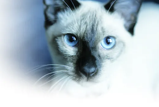 Siamese cat