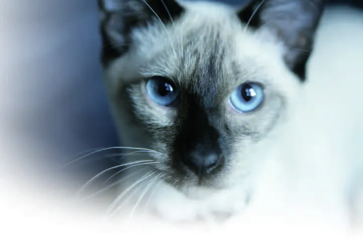 Siamese cat