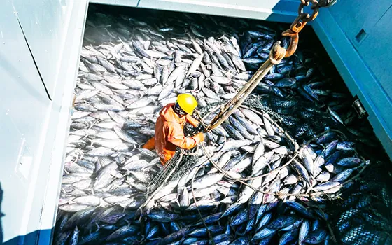 SKIPJACK TUNA BEING LOADED