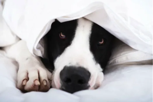 shy dog