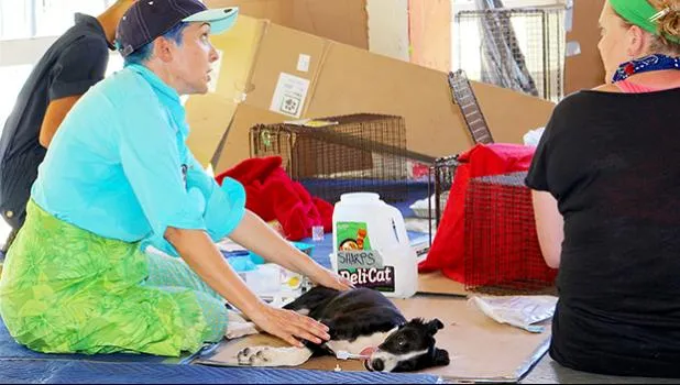 A women with her dog at a free spay neuter clinic in American Samoa