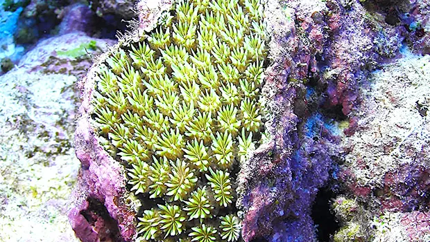 Stony coral, Galaxea fascicularis,