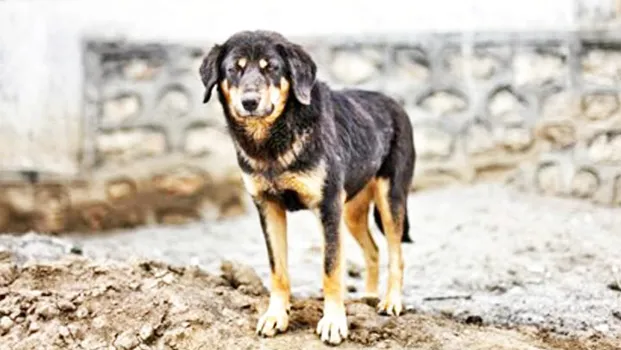 A stray dog looking into the eye of the camera