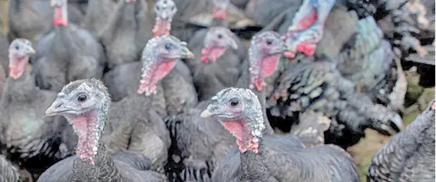 Flock of turkeys