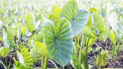 taro growning