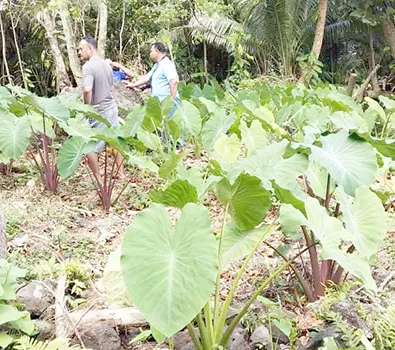 TARO PLANTATION