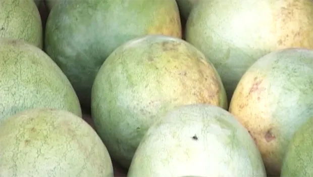Tonga watermelon
