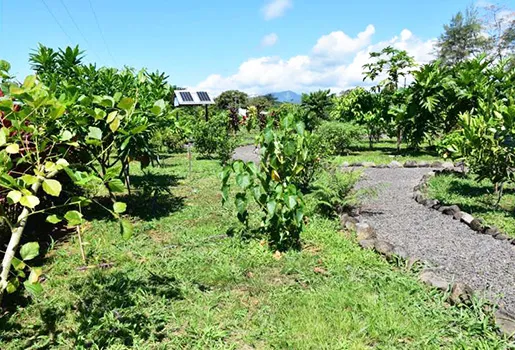 The Samoan medicinal plant garden