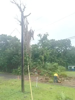 Crews worked to remove a tree in the Kokoland area