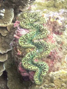 A color variation of Tridacna maxima 