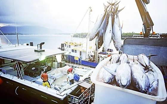 Tuna boat unloading