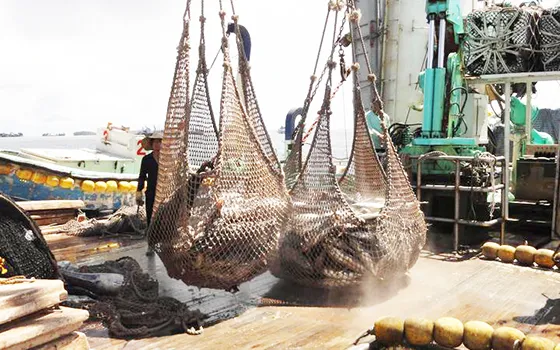 Tuna in a net on deck of purse seiner