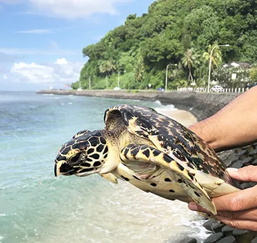 Juvenile Hawksbill Turtle that was rescued from the FAD device.