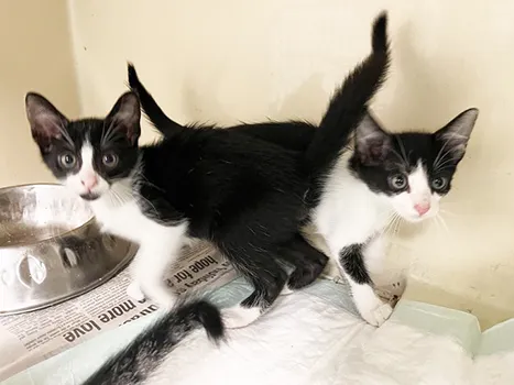 cute black and white kittens