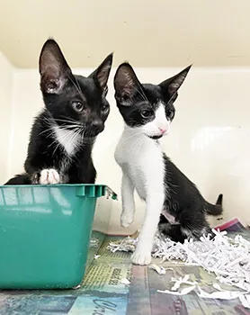 two kittens
