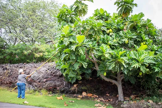 Auntie Shirley Ann Pualani Kauhaihao picking ulu with a long pole
