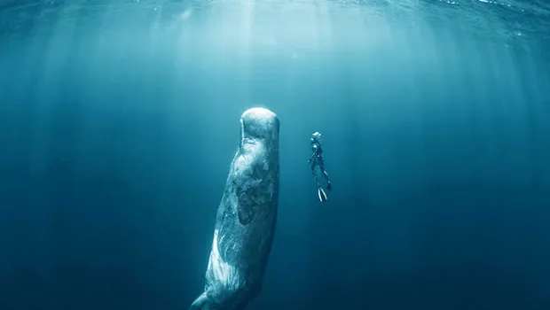Whale swimming toward the surface with a diver beside