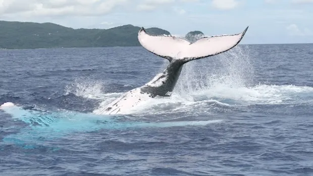 Whale breaching in American Samoa waters