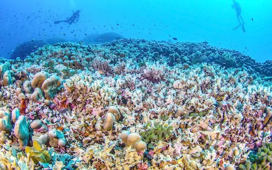 SOLOMON ISLANDS CORAL